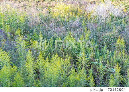 鮮やかな秋の草原 70152004