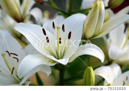 Flower of madonna lily close up 70152020