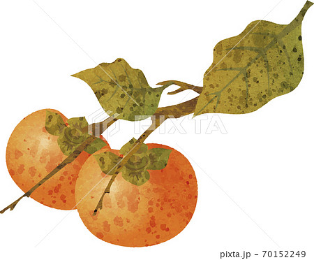 秋　果物　柿　水彩　イラスト素材 70152249