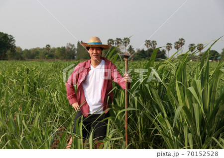 Man farmer with hoe in hand working in the sugarcane farm and wearing a straw hat. Man farmer with hoe in hand working in the sugarcane farm and wearing a straw hat. 70152528