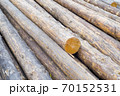 Logs 70152531