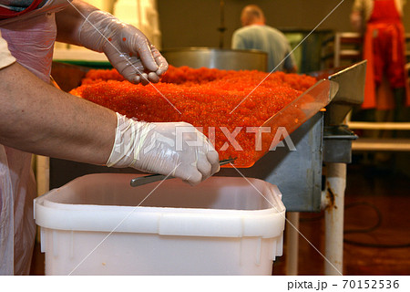 Preparing salmon caviar in the fishing processing plant Preparing salmon caviar in the fishing processing plant 70152536