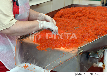 Preparing salmon caviar in the fishing processing plant Preparing salmon caviar in the fishing processing plant 70152538