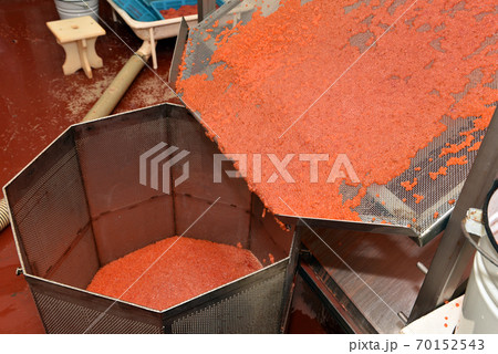 Production of salmon caviar on the tishing processing plant 70152543