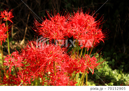 秋の明るい陽射しを一杯に浴びる曼珠沙華（4） 70152905