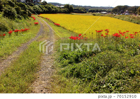 烏山線小塙駅近くの黄金色になった稲穂と赤い曼珠沙華(1) 烏山線小塙駅近くの黄金色になった稲穂と赤い曼珠沙華(1) 70152910