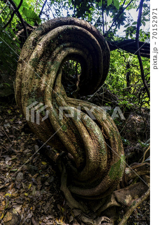 モダマの木 70152971