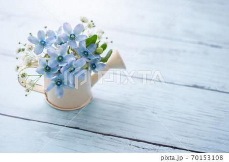 ブルースターとかすみ草 水色の花素材の写真素材