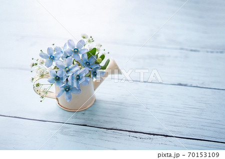 ブルースターとかすみ草 水色の花素材の写真素材