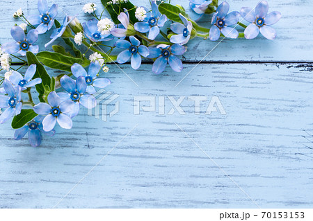 ブルースターのフレーム 水色の花の背景素材の写真素材