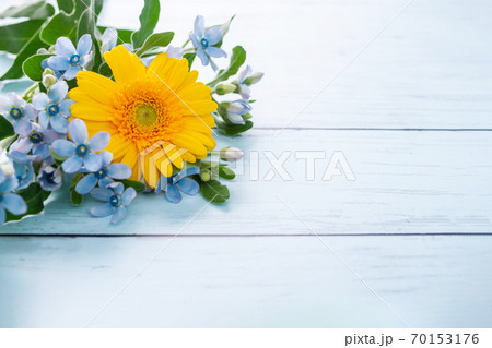 ブルースターとガーベラ 花の背景素材の写真素材