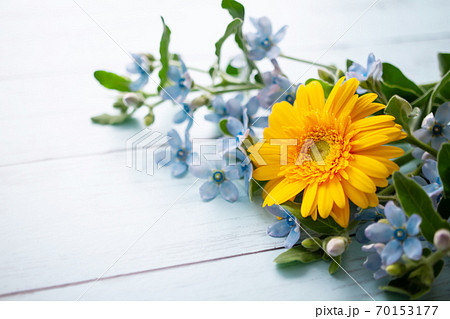 ブルースターとガーベラ 花の背景素材の写真素材