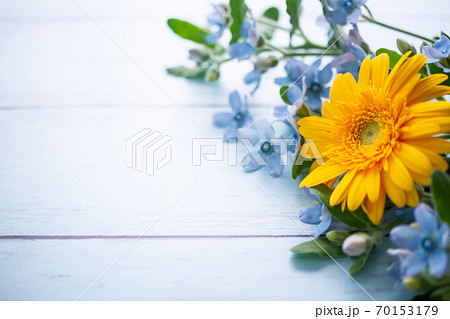 ブルースターとガーベラ　花の背景素材 70153179