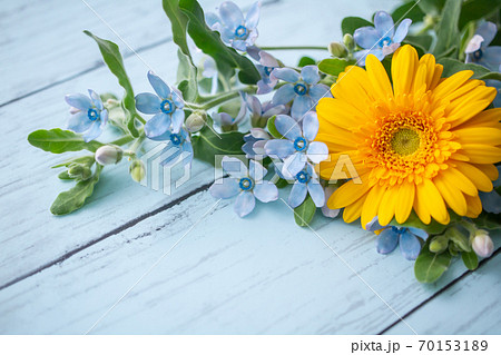 ブルースターとガーベラ 花の背景素材の写真素材