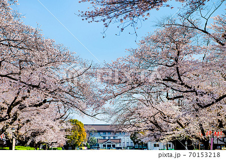 東京都台東区　上野恩賜公園の桜並木と東京国立博物館 70153218