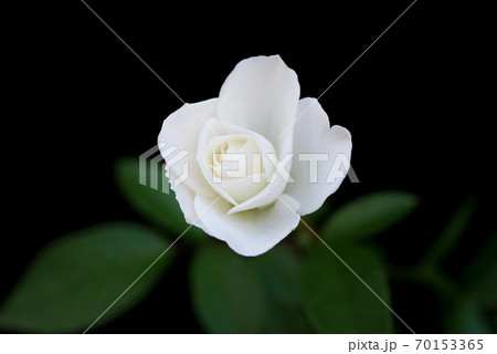 小さな白い薔薇01 小さな白い薔薇01 70153365