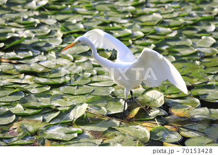 ハス池で獲物を狙うコサギ ハス池で獲物を狙うコサギ 70153428