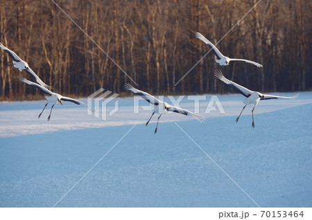 サンクチュアリに飛来するタンチョウの群れ（北海道・鶴居） 70153464