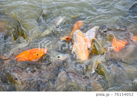 Freshwater fish farm - Golden carp fish tilapia or orange carp and catfish eating from feeding food on water surface ponds Freshwater fish farm - Golden carp fish tilapia or orange carp and catfish eating from feeding food on water surface ponds 70154052