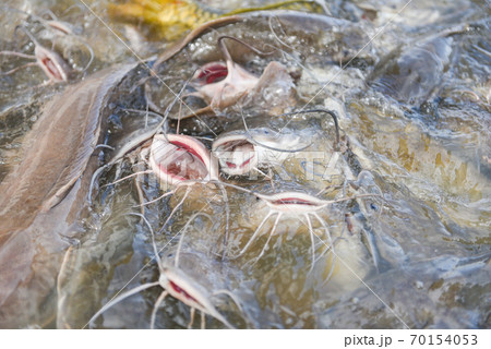 Catfish eating from feeding food on water surface ponds - Freshwater fish farm Catfish eating from feeding food on water surface ponds - Freshwater fish farm 70154053