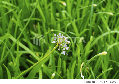 植物 中区 ソウル 70154605