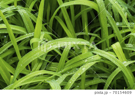 植物 中区 ソウル 70154609