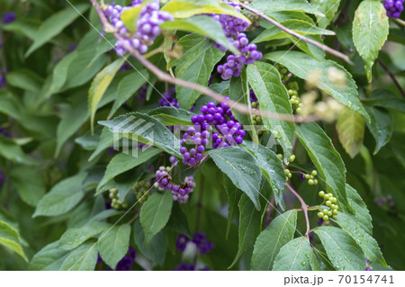 植物 中区 ソウル 70154741