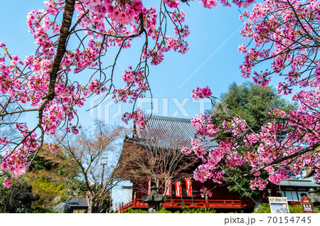 東京都台東区上野 寛永寺清水観音堂とシダレザクラ 東京都台東区上野 寛永寺清水観音堂とシダレザクラ 70154745