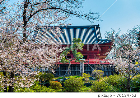 東京都台東区上野　寛永寺清水観音堂と桜 70154752