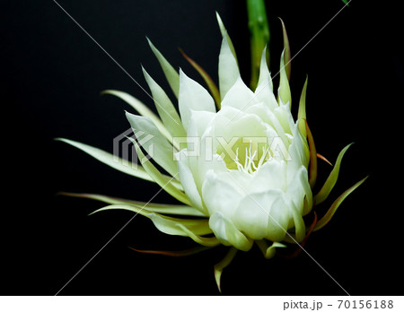 咲き始めた月下美人02 70156188