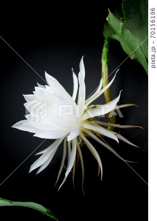 咲き始めた月下美人05 70156196