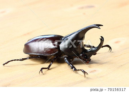 Stag beetle isolated on wood background. Stag beetle isolated on wood background. 70156317