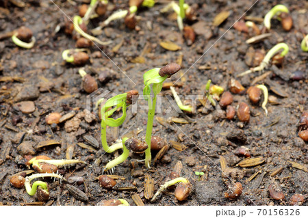 Close-up of green seedling growing out of soil 70156326