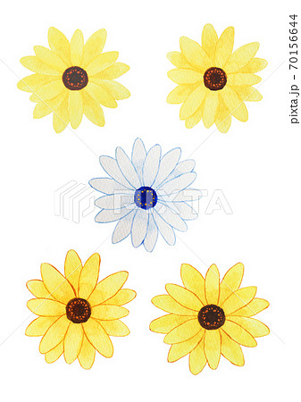 ディモルフォセカ 70156644