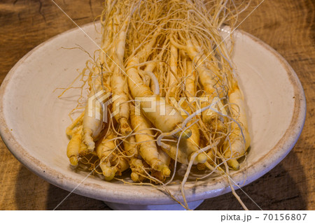 採れたての高麗人参は薬効成分が豊富 70156807