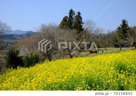 菜の花畑 【相模原市津久井 3月】 菜の花畑 【相模原市津久井 3月】 70156842