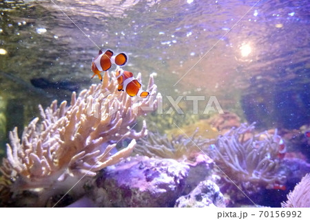 水族館のカクレクマノミ、後ろ姿 水族館のカクレクマノミ、後ろ姿 70156992