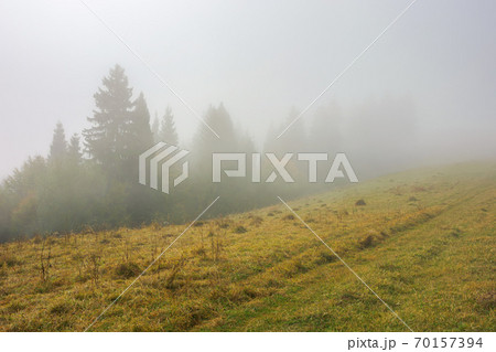 cold autumn morning. foggy weather scenery. spruce forest on the grassy meadow. nature magic concept 70157394