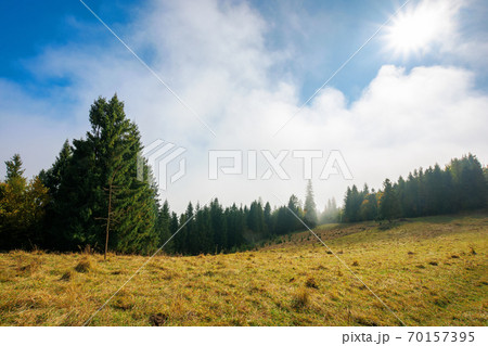 cold autumn morning. foggy weather scenery. spruce forest on the grassy meadow. nature magic concept 70157395