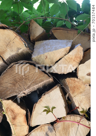Stack of wood for a fireplace, overgrown with green ivy Stack of wood for a fireplace, overgrown with green ivy 70157484