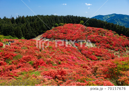 大和葛城山 葛城高原に咲くつつじの絨毯の写真素材