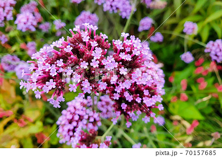 A macro shot of the flower head of a verbena buenos aires plant. "Purpletop Vervain" flowers or Clustertop Vervain, Argentinian Vervain, Tall Verbena, Pretty Verbena. 70157685