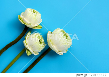 Lotus flower on blue background. Lotus flower on blue background. 70158655
