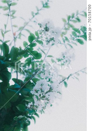 サルスベリ 70158700