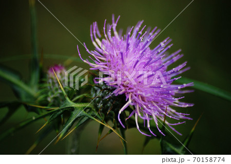 野あざみ 70158774