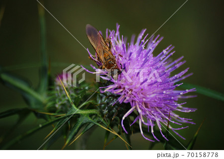 野あざみ 野あざみ 70158778