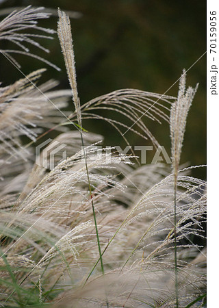 ススキの穂 ススキの穂 70159056