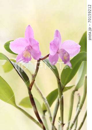 ミニカトレア ピンク色の花 洋ランの写真素材