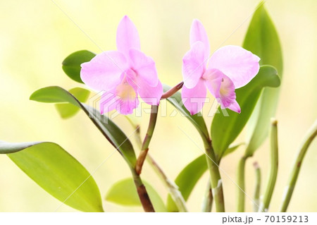 ミニカトレア ピンク色の花 洋ランの写真素材