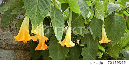 複数のエンジェルトランペットの花 70159346
